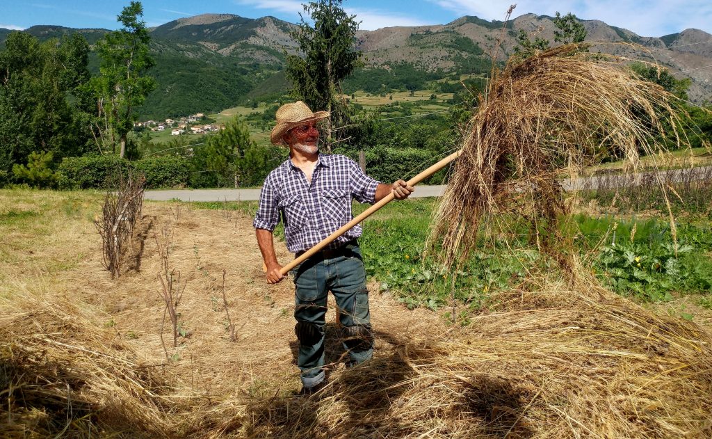 Come usare la falce fienaia, Per fare l'Orto Elementare c'è bisogno del  fieno, e quale miglior metodo di tagliare l'erba se non la #falce? Gian  Carlo Cappello, il fondatore del non